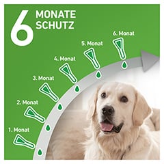 FRONTLINE Combo Spot on Hund S Lsg.z.Auft.a.Haut 6 Stck - Info 3