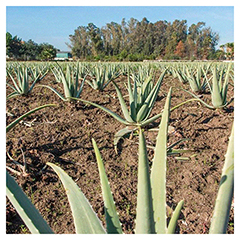 Dr.Jacob's Aloe-Vera-Gel-Saft Bio Rohkost-Qualitt Vitamin C 1000 Milliliter - Info 9