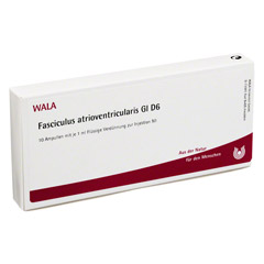 FASCICULUS atrioventricularis GL D 6 Ampullen