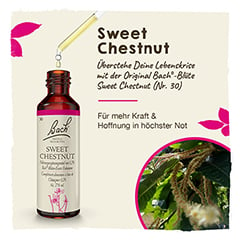 Bachblten Sweet Chestnut Tropfen 20 Milliliter - Info 1